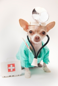 dog-doctor-chihuahua